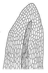 Meesia uliginosa, leaf apex. Drawn from B.H. Macmillan 73/235, CHR 164922.
 Image: R.C. Wagstaff © Landcare Research 2014 
